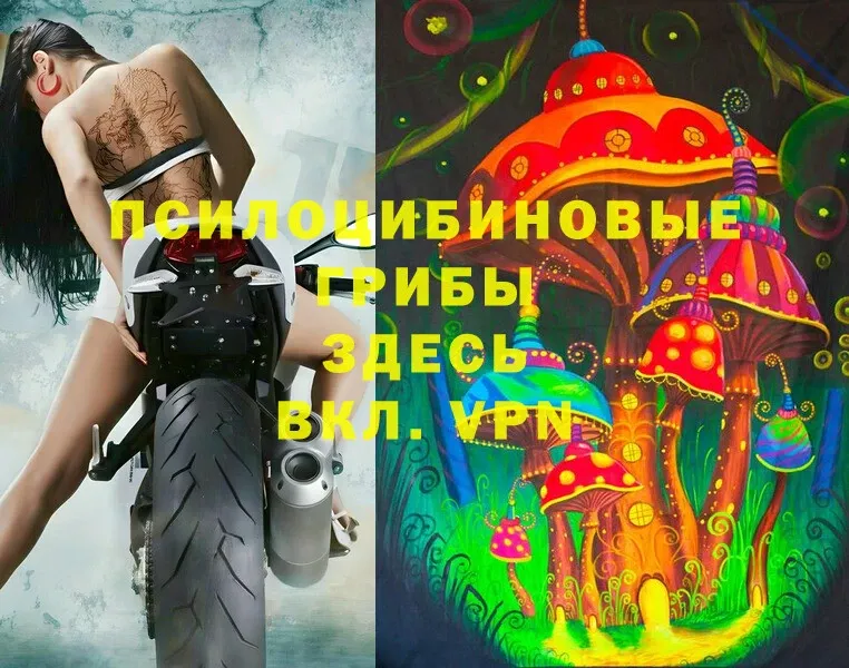 Галлюциногенные грибы Psilocybe  Канаш 